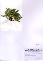 藏品(Halicoryne wrightii Harvey)的圖片